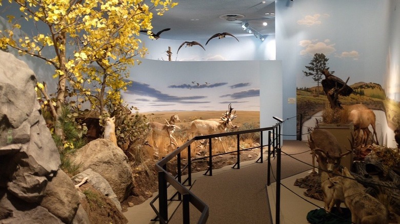 Museum with taxidermy wildlife