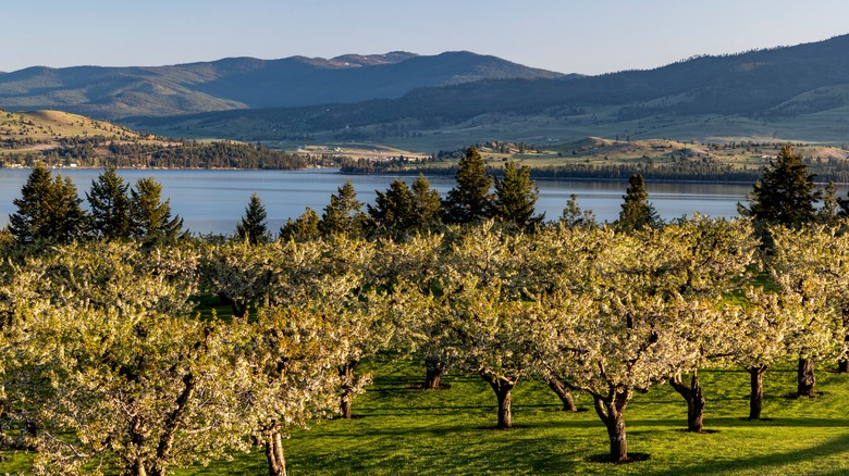 Cherry orchard in bloom in Flathead Lake Polson
