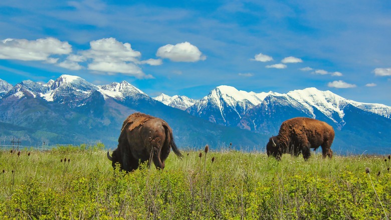 Bison with Mission Mountains in background