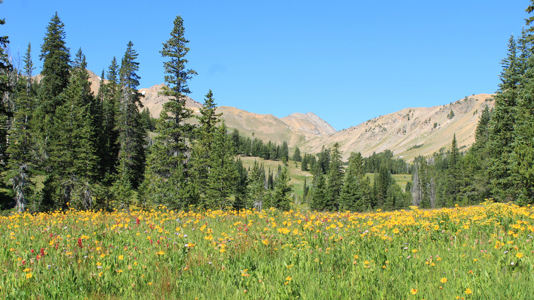 A lush valley filled with wildflowers in the Beaverhead-Deerlodge National Forest