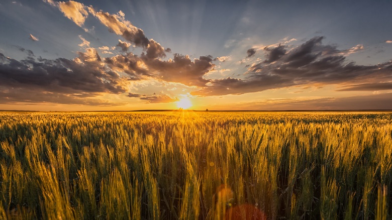 The sun setting behind a field in Glasgow, Montana
