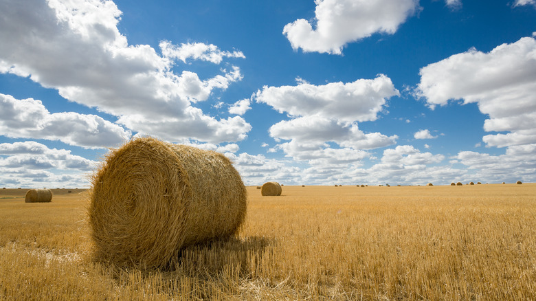 A bales of hay in a field in Glasgow, Montana