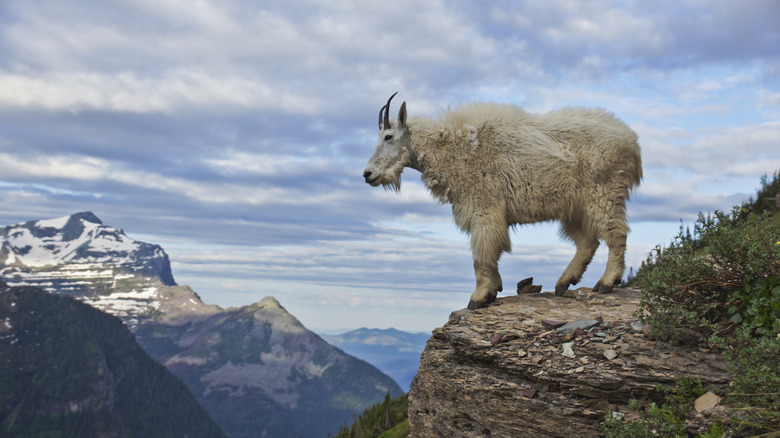 Mountain goat at rocky overlook in Glacier National Park