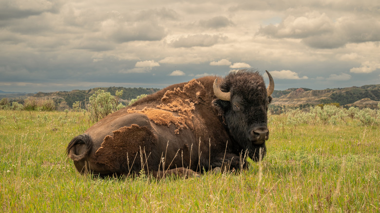 A bison on the prairie