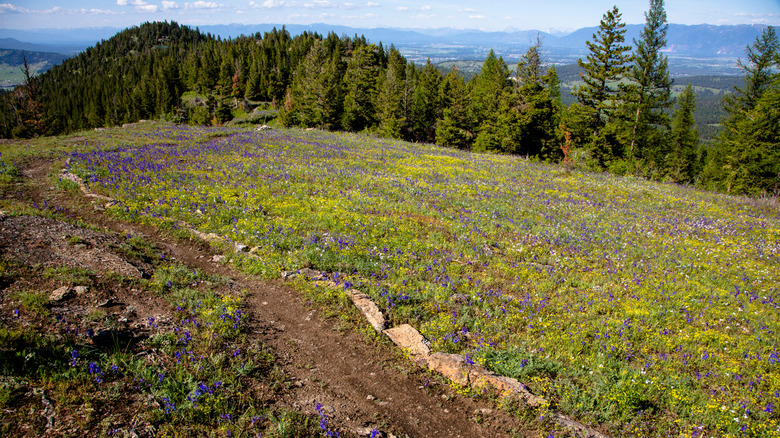 Wildflowers along Blacktail Mountain Trail in Lake Mary Ronan State Park