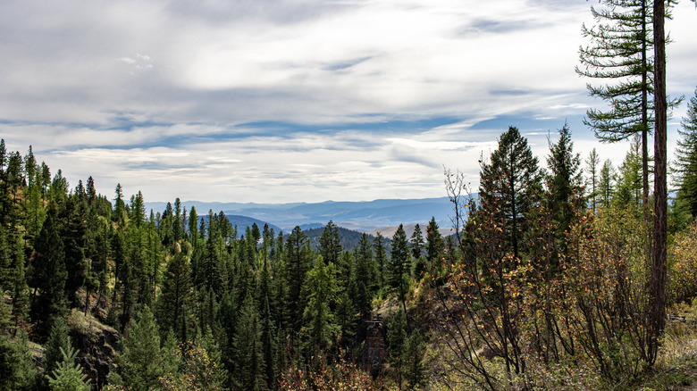 Rolling mountains and forest seen from hiking trail in Marion, Montana