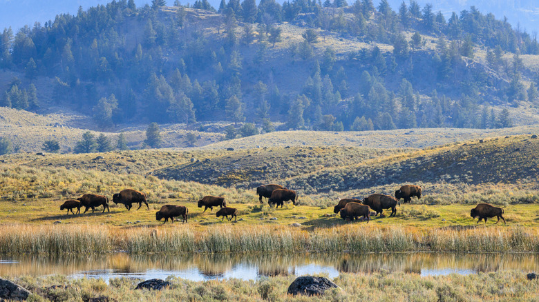 View of buffalo in Yellowstone National Park