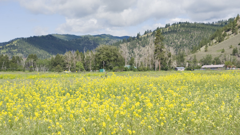 Wildflowers and mountain views in Lolo, Montana