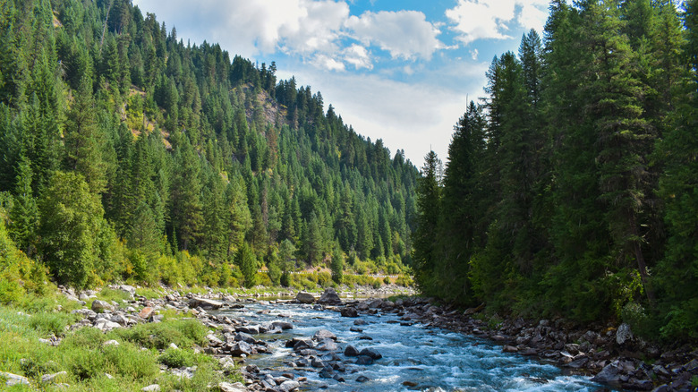 the Scenic Lolo Trail in the Lolo National Forest