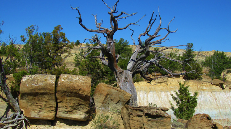 Formation scenery/landscape in Terry Badlands Wilderness Study Area, Montana