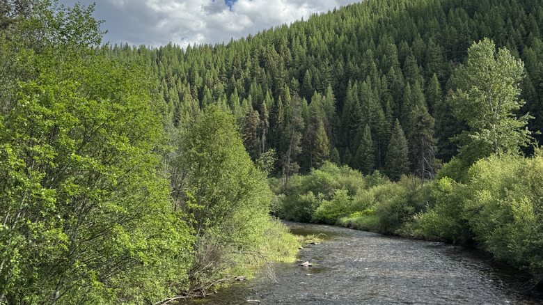 Lolo Creek Lolo National Forest