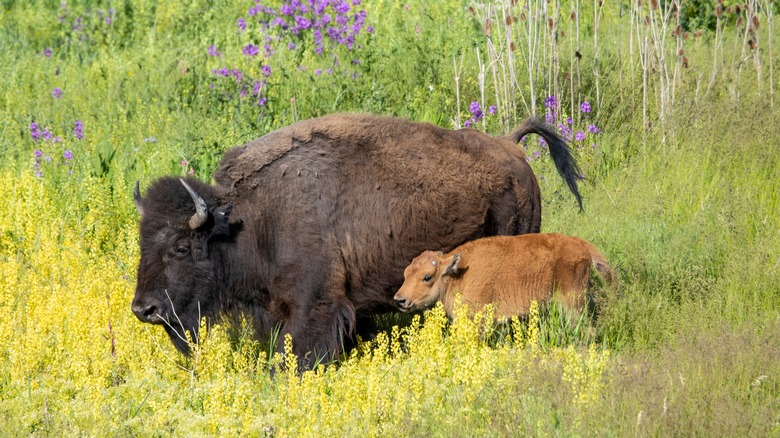 A bison and calf in the CSKT Bison Range