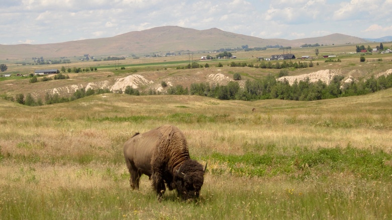 A bison grazing in the CSKT Bison Range