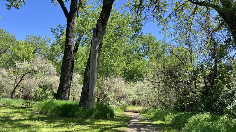 A walking trail lined with shrubs and a couple of trees in Pirogue Island State Park