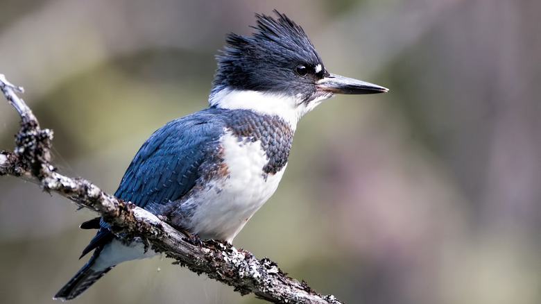 A belted kingfisher on a branch