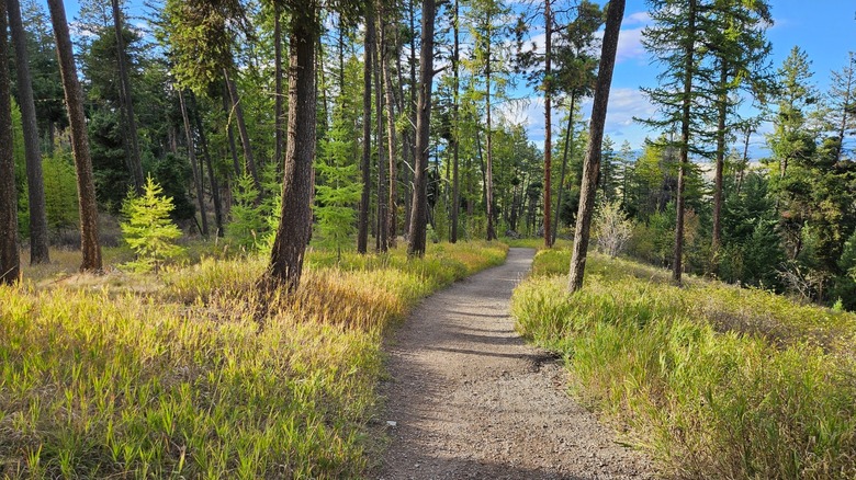 Hiking trail at Lone Pine State Park, Montana, winding through the forest on a partly cloudy day