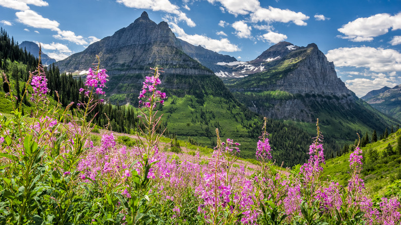 Purple lupine flowers in a mountain valley, Montana