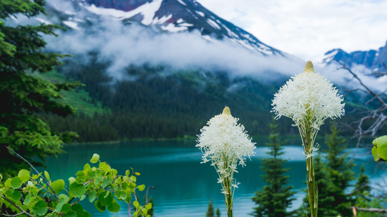 White beargrass flowers blooming in Glacier National Park, Montana