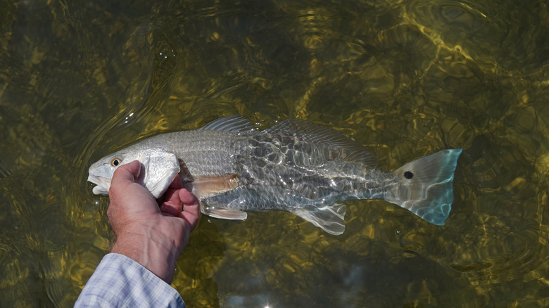 Someone holding a redifsh in Mosquito Lagoon, Florida