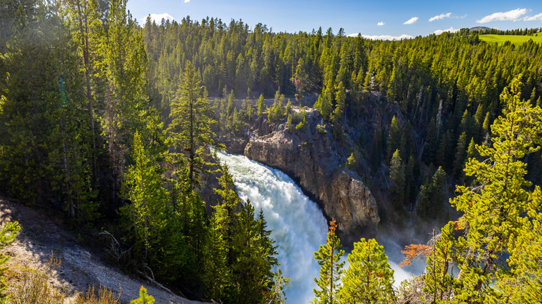Upper Falls plunges into the Grand Canyon of the Yellowstone, surrounded by lodgepole pines