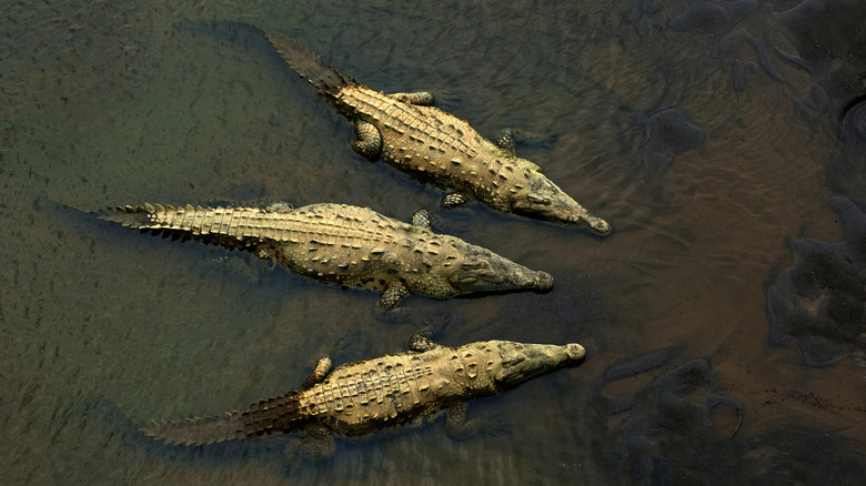 Large American saltwater crocodiles dominate the waters of the Rio Tárcoles.