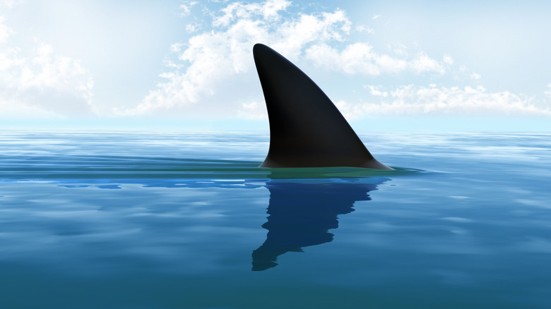 Shark fin in the ocean