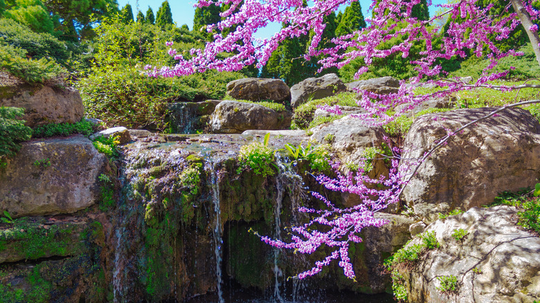 A mossy rock with a cherry blossom branch in the foreground at Olbrich Botanical Gardens.