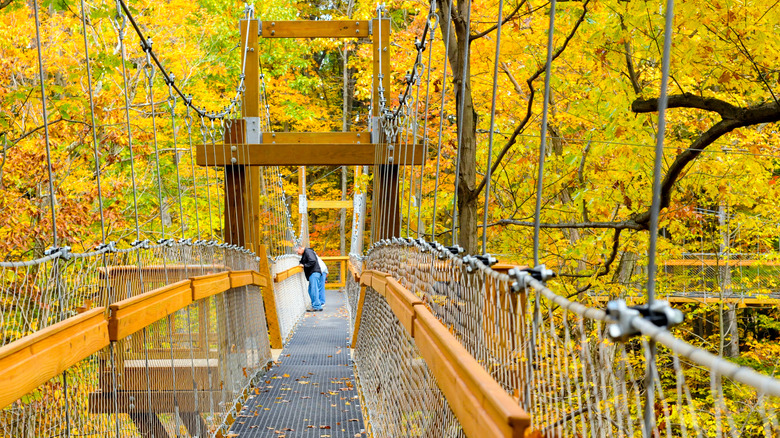 Visitors enjoying the view from the Murch Canopy Walk