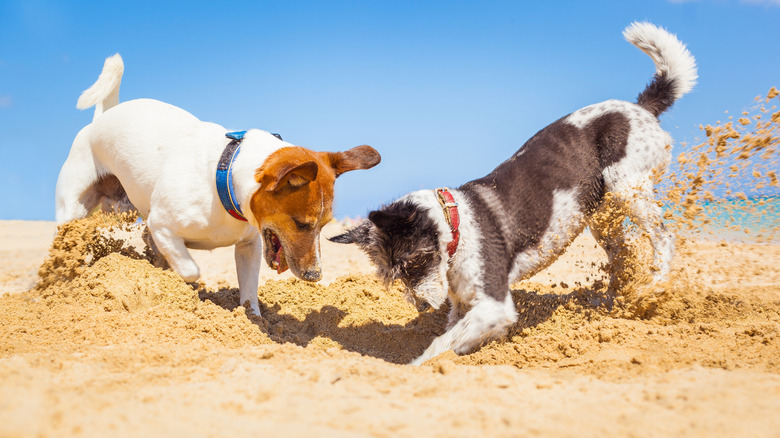 A pair of dogs digging a hole on a sandy beach.