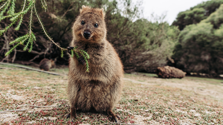 Quokka on Rottnest Island 