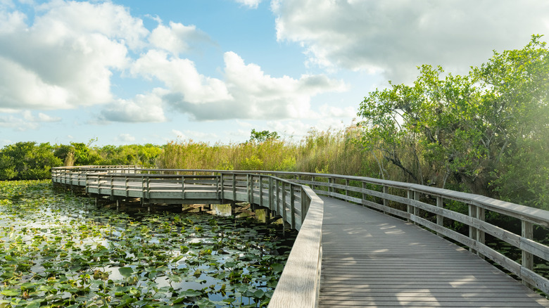 Boardwalk in Everglades National Park