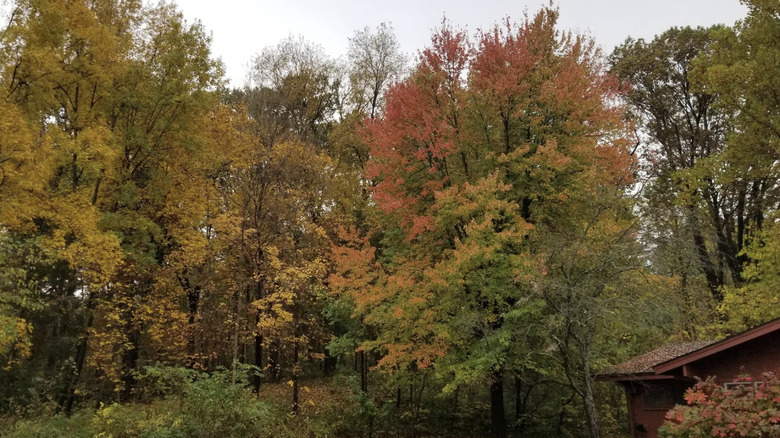Fall foliage at Avon Woods Nature Center