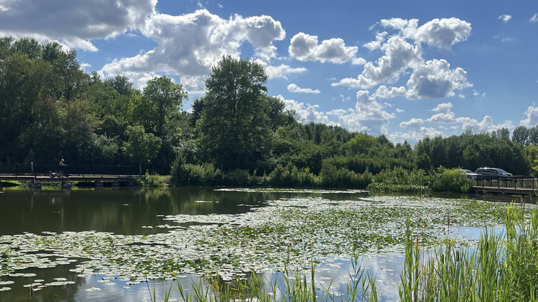 A view of a pond filled with lily pads at Beckett Park.