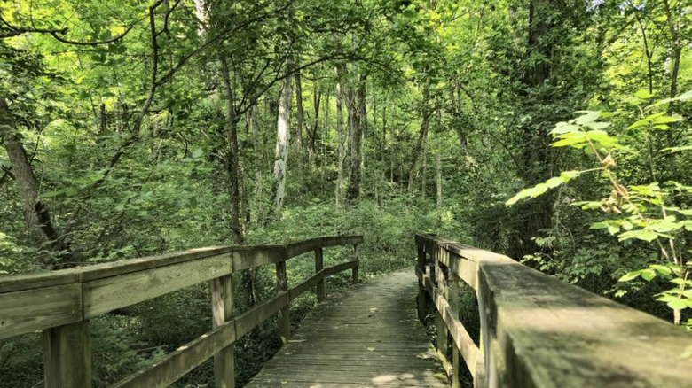 A wooden pathway running through dense trees at Winton Woods.