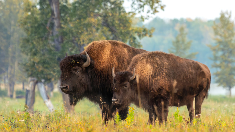 Bison in Elk Island National Park in Alberta, Canada
