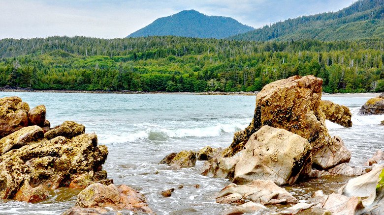 A beach on Haida Gwaii in British Columbia, Canada