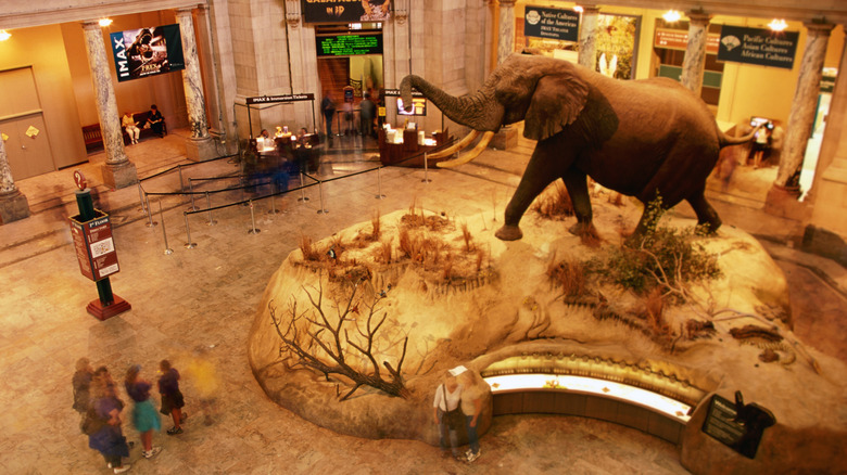 Henry, the African bush elephant in main rotunda of National Museum of Natural History