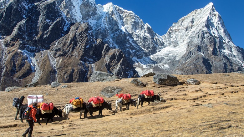 Trekkers with yaks walk up the base of Mount Everest