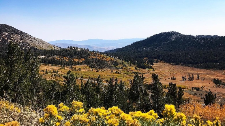 Flowers up Mount Houghton summit trail