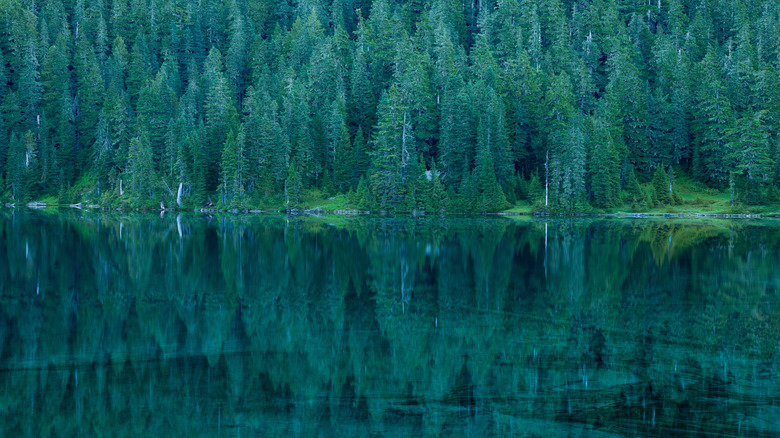 Mowich Lake's surface mirroring the surrounding forest