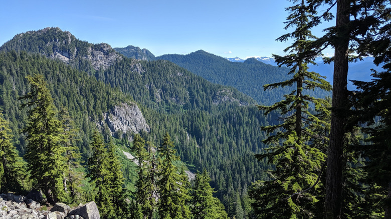Mountains covered in perennial trees against clear sky