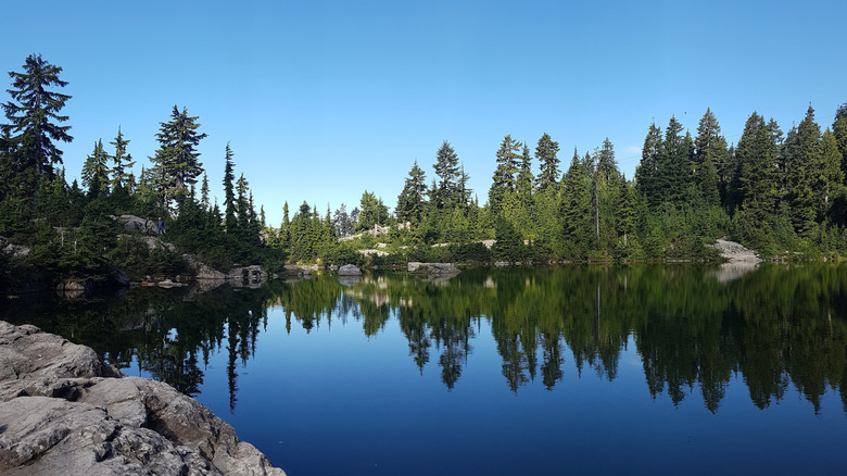 Still, blue lake flanked by pine trees on a blue sky day