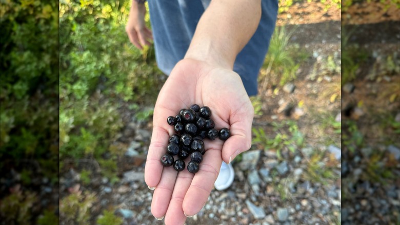 A person's hand holding many huckleberries