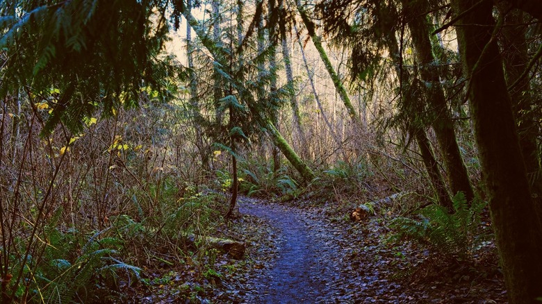 Path at the Japanese Gulch Conservation Area in Mukilteo, Washington