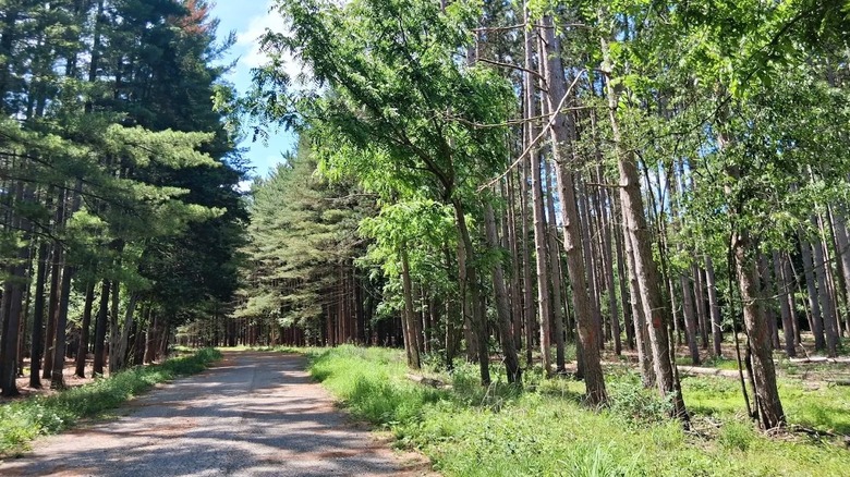 A paved tree-lined walking path through Kettle Moraine State Forest.