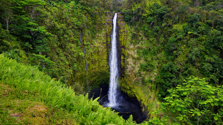 View from the lookout of huge Akaka Falls falling between lush green cliffs