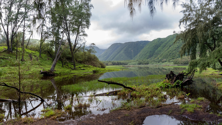 Ground-level view of the green cliffs and river through the Big Island's Pololu Valley