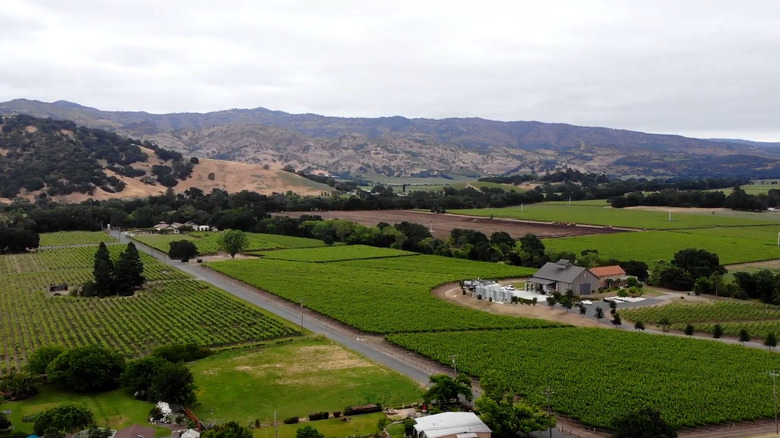 Vineyards at Hill Family Estates Winery in Napa Valley, California