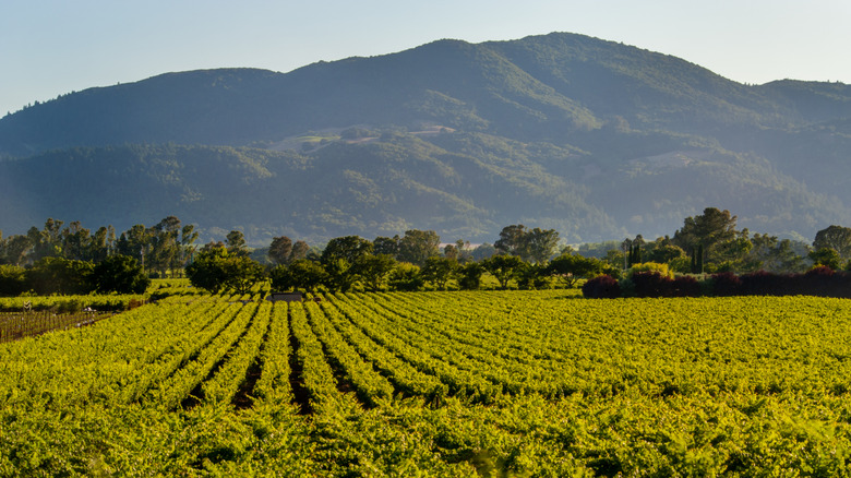 Fields in California's Napa Valley