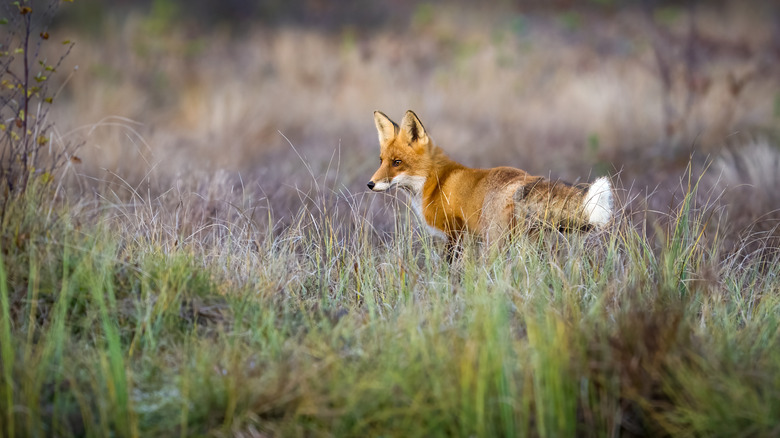 A red fox walking in a marshy area